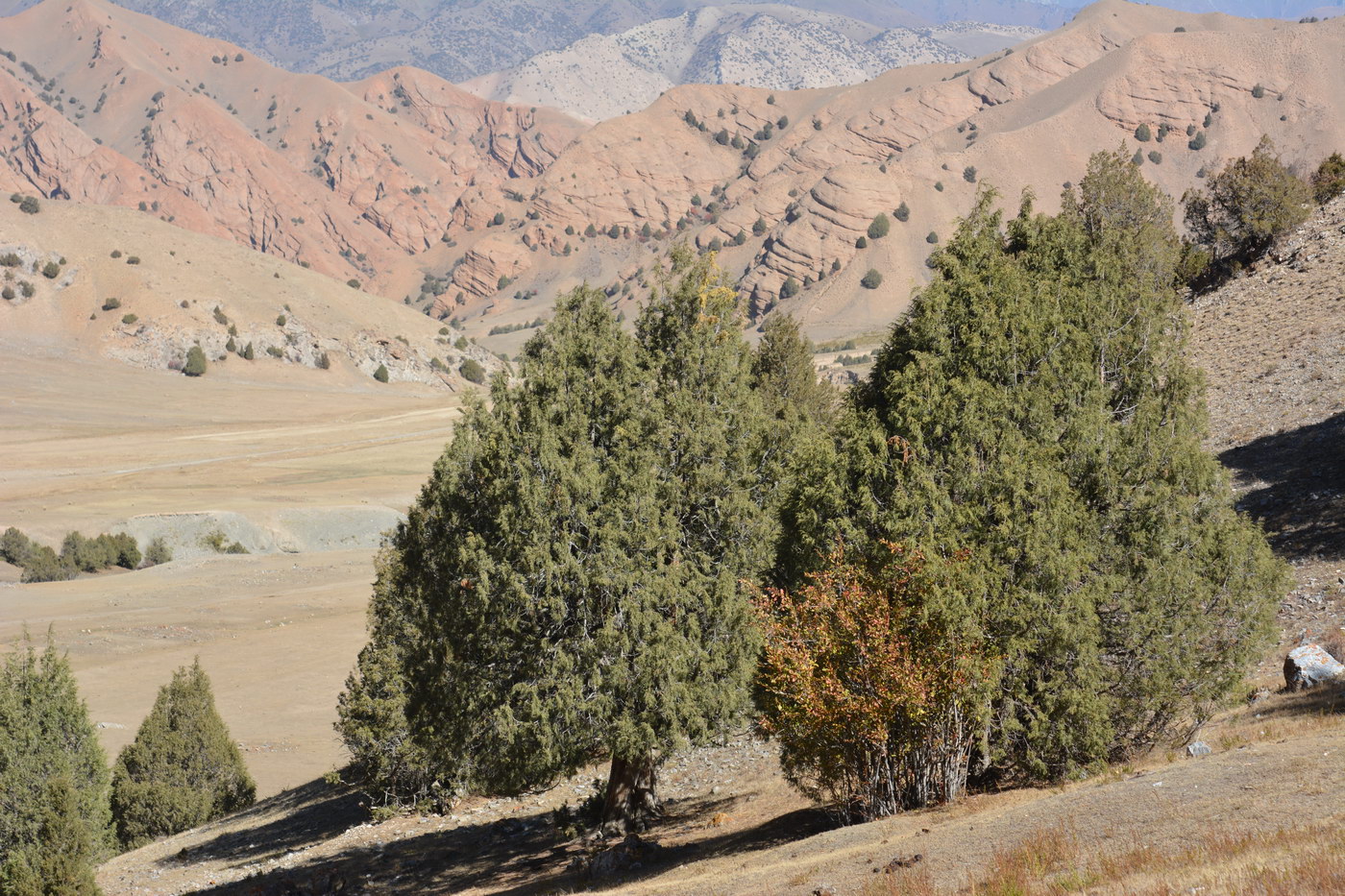 Изображение особи род Juniperus.