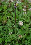 Verbena officinalis. Цветущее растение в сообществе с Trifolium repens. Грузия, Имеретия, окр. водопада Ламина, опушка широколиственного леса. 15.06.2023.