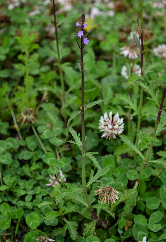 Изображение особи Verbena officinalis.