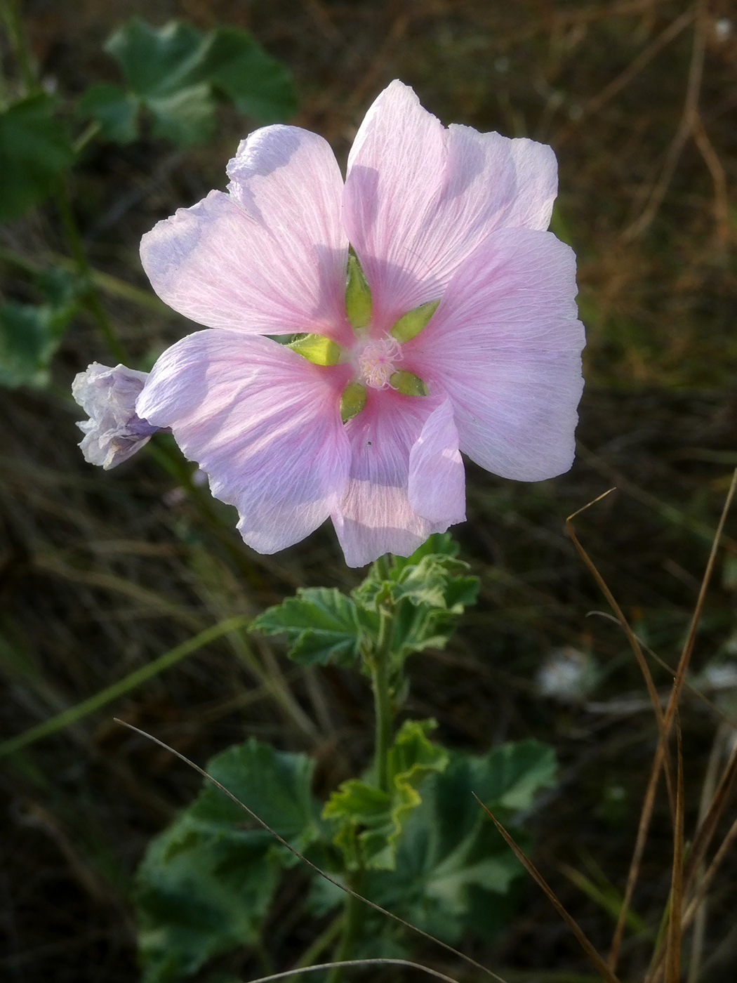 Изображение особи семейство Malvaceae.