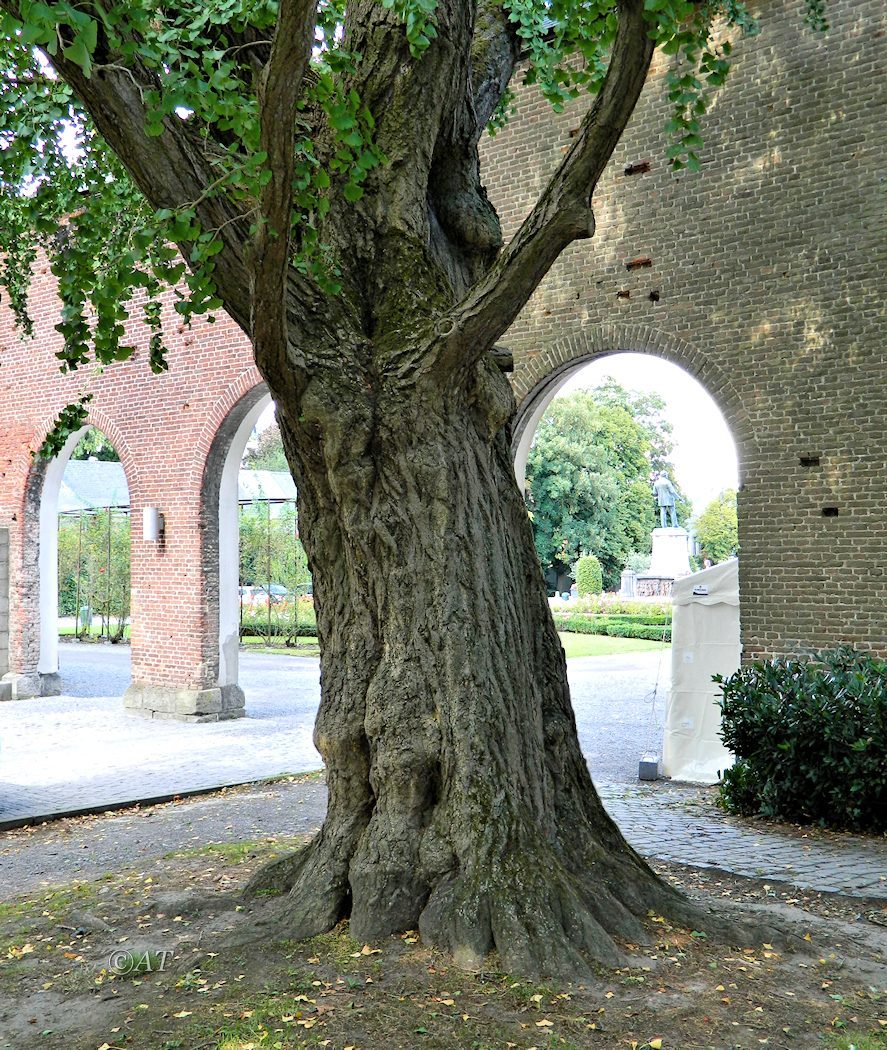 Image of Ginkgo biloba specimen.