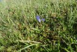 Campanula ciliata. Цветущее растение. Чечня, Шаройский р-н, окр. пер. Цумандинский, южный борт перевала, выс. ок. 2400 м н.у.м., луг. 24 июня 2024 г.