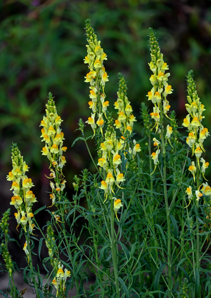 Image of Linaria vulgaris specimen.