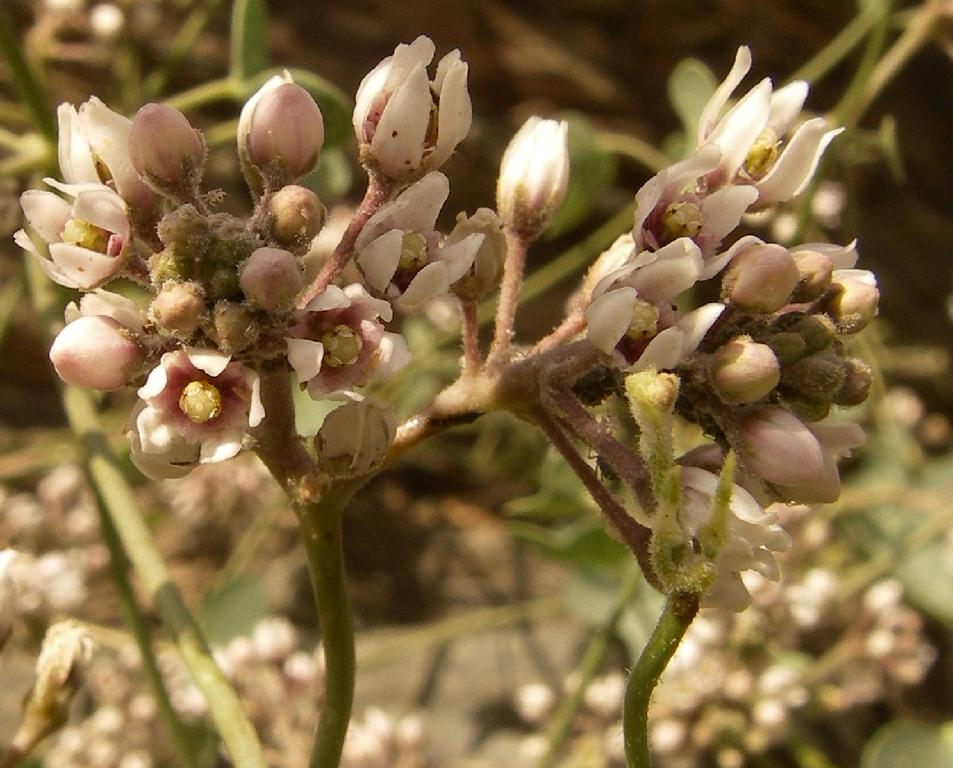 Image of Cynanchum sibiricum specimen.