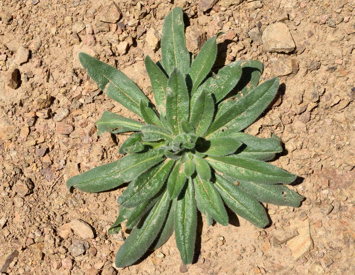 Изображение особи Echium biebersteinii.