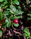 Vaccinium vitis-idaea