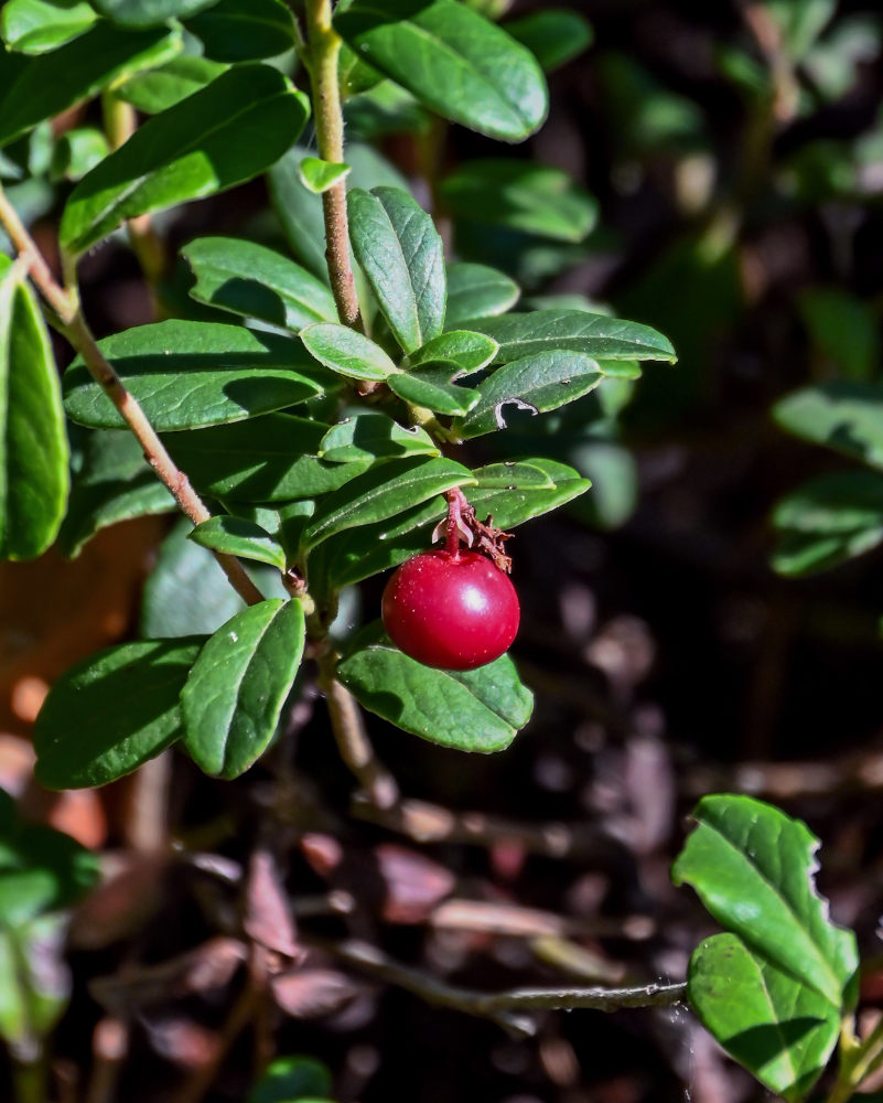 Image of Vaccinium vitis-idaea specimen.