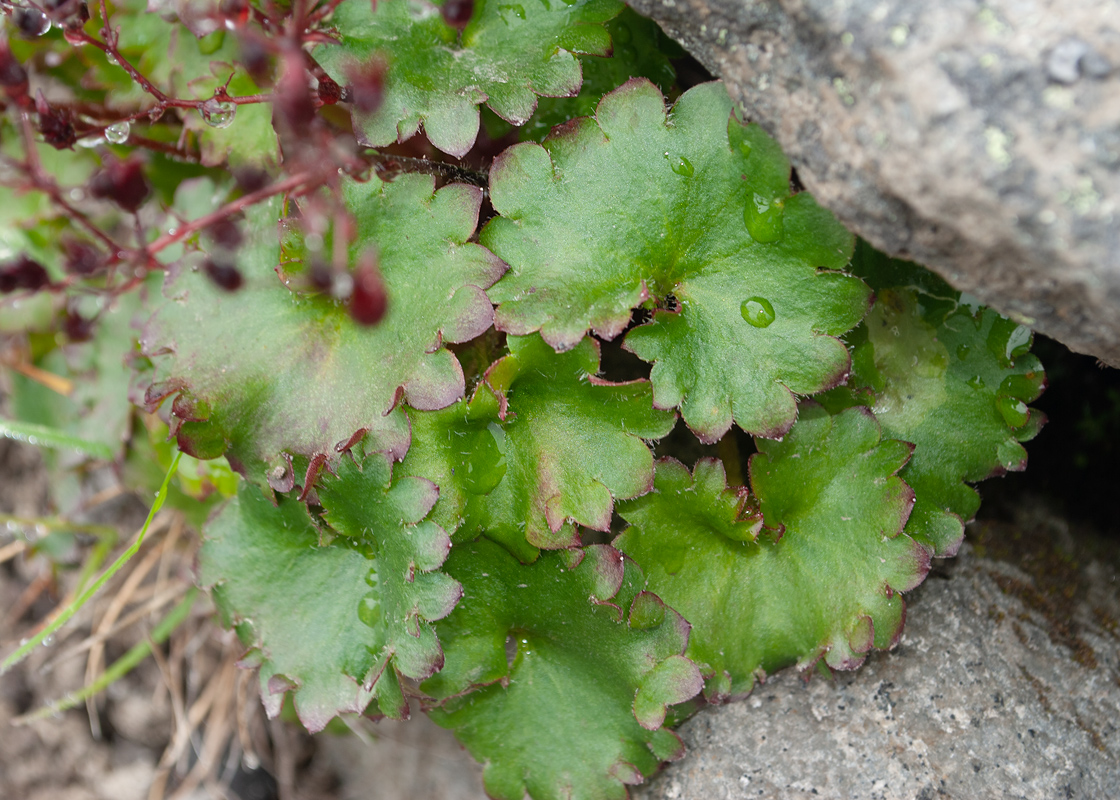 Image of Micranthes purpurascens specimen.