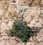 Astrodaucus littoralis. Цветущее растение. Республика Крым, Ленинский р-н, окр. с. Курортное, западная часть бухты Морской Пехоты, песчано-ракушечный пляж. 12.06.2021.