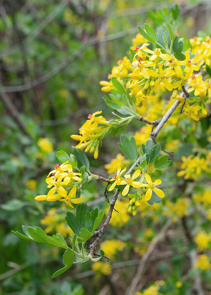 Изображение особи Ribes aureum.