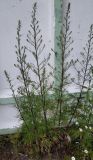 Artemisia vulgaris