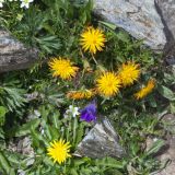 View full-size image Taraxacum confusum