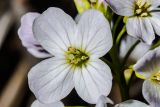 Смотреть изображение Cardamine pratensis