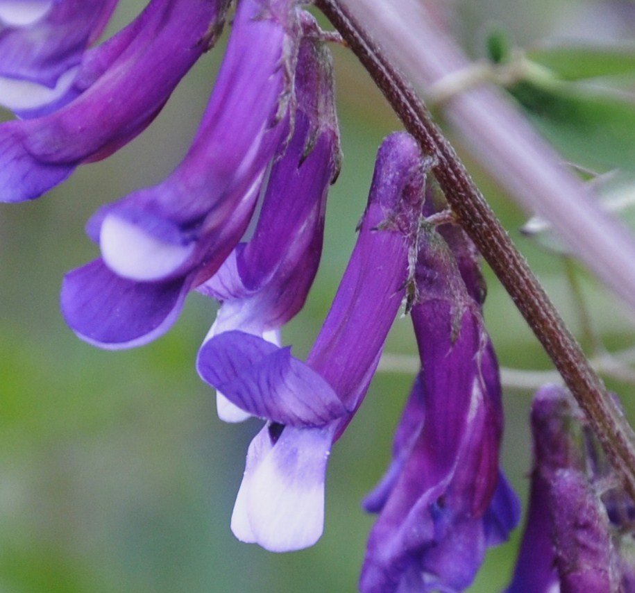 Изображение особи Vicia varia.