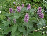 View full-size image Phlomoides oreophila