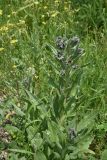 View full-size image Cynoglossum officinale
