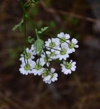 View full-size image Pyrethrum parthenifolium