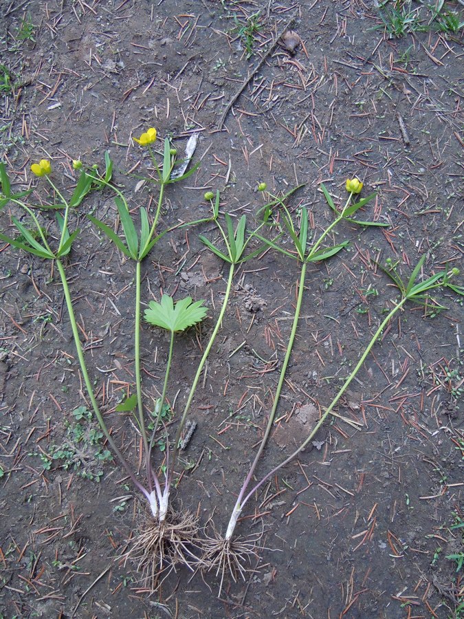 Image of Ranunculus monophyllus specimen.
