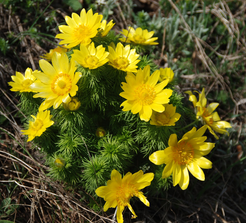 Image of Adonis vernalis specimen.