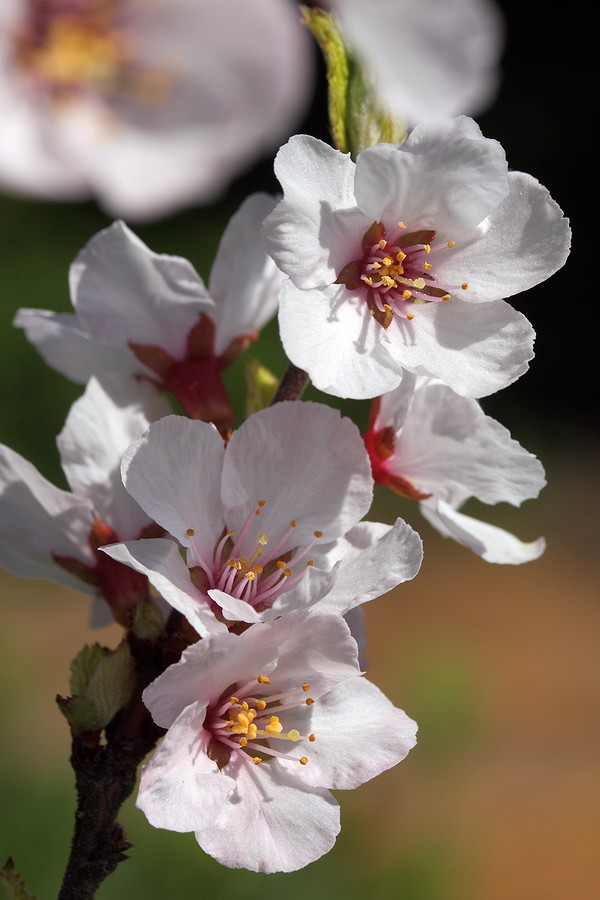 Image of Cerasus tomentosa specimen.