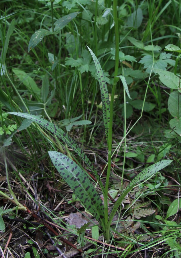 Image of Dactylorhiza fuchsii specimen.