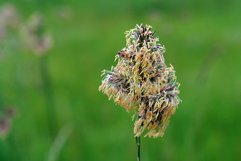 Image of Dactylis glomerata specimen.