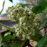 Sambucus sibirica. Начинающее развитие соплодие. Свердловская обл., окр. г. Североуральск, правый берег канала Дублёр. 03.06.2011.