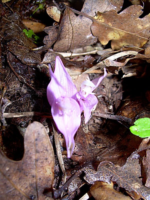 Image of Epipactis helleborine specimen.