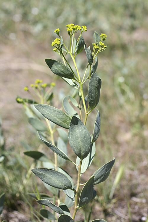 Image of Haplophyllum acutifolium specimen.