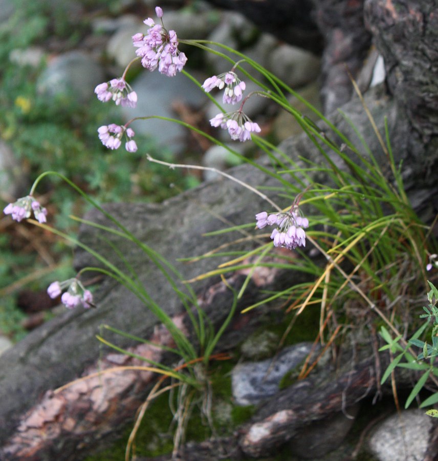 Image of Allium rubens specimen.