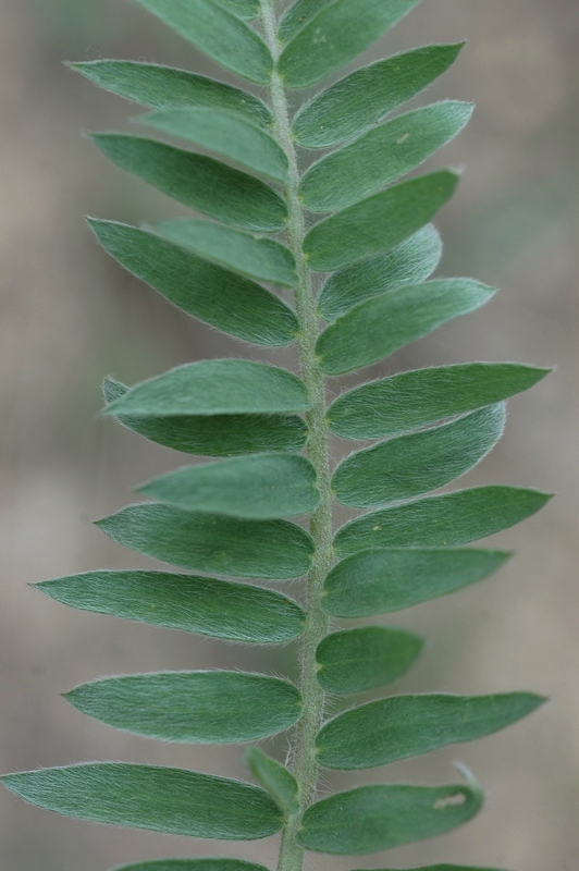 Изображение особи Oxytropis ochroleuca.