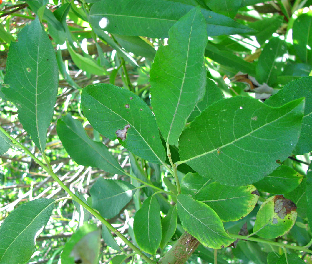 Image of Salix latifolia specimen.