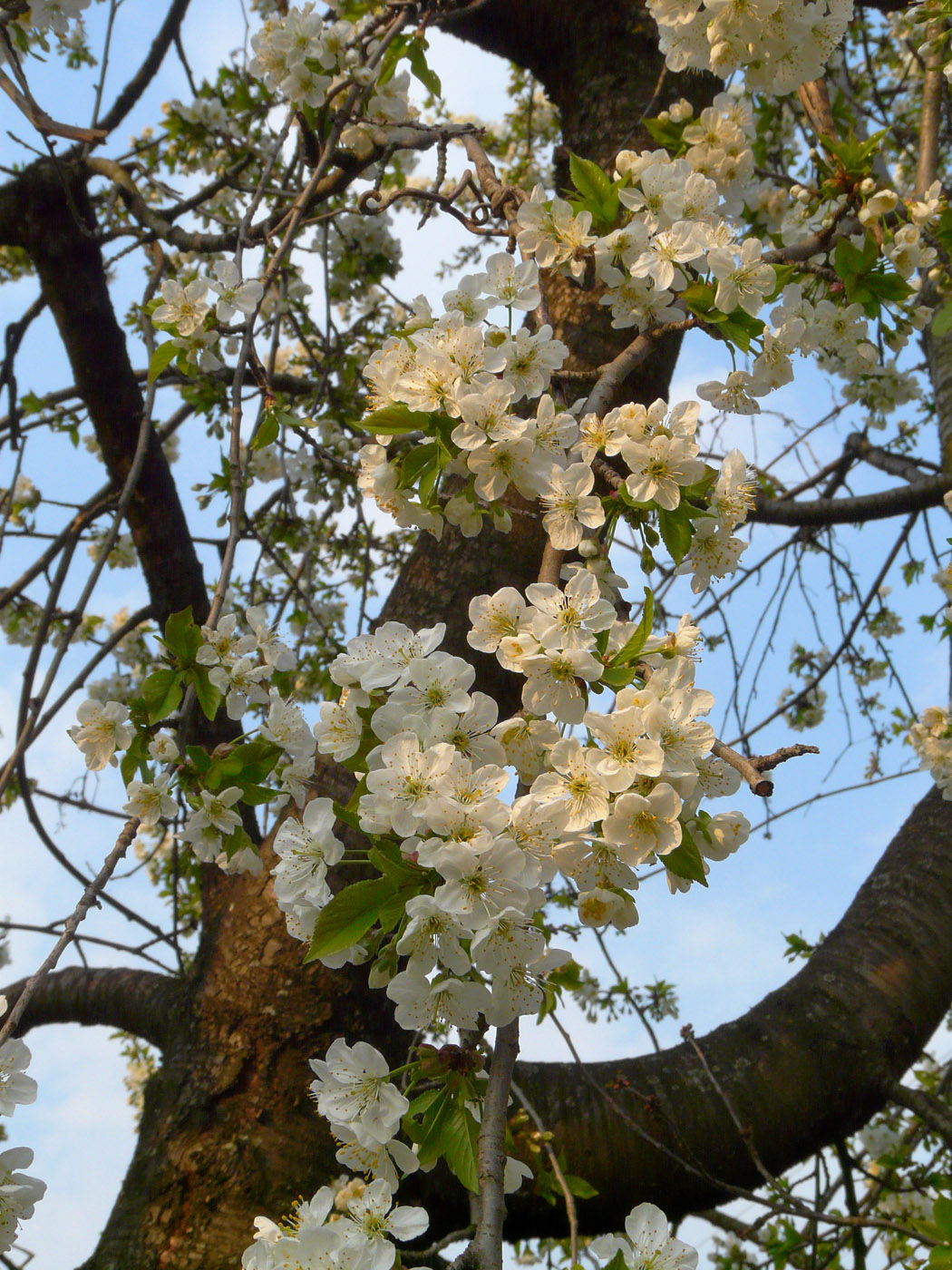 Изображение особи Cerasus vulgaris.