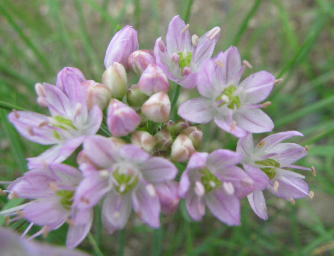 Изображение особи Allium polyrhizum.