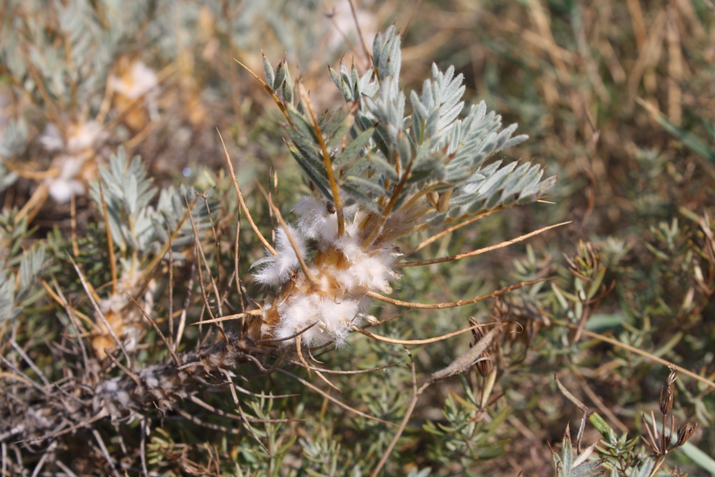 Изображение особи Astragalus arnacanthoides.