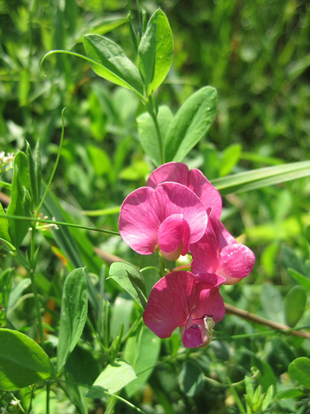 Image of Lathyrus tuberosus specimen.