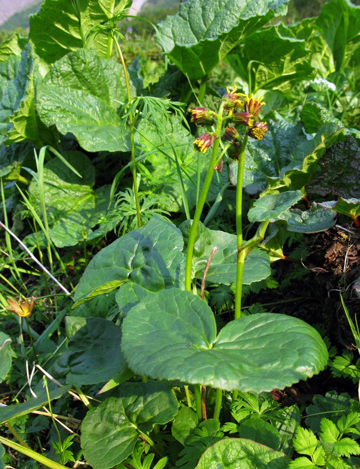 Изображение особи Ligularia sibirica.