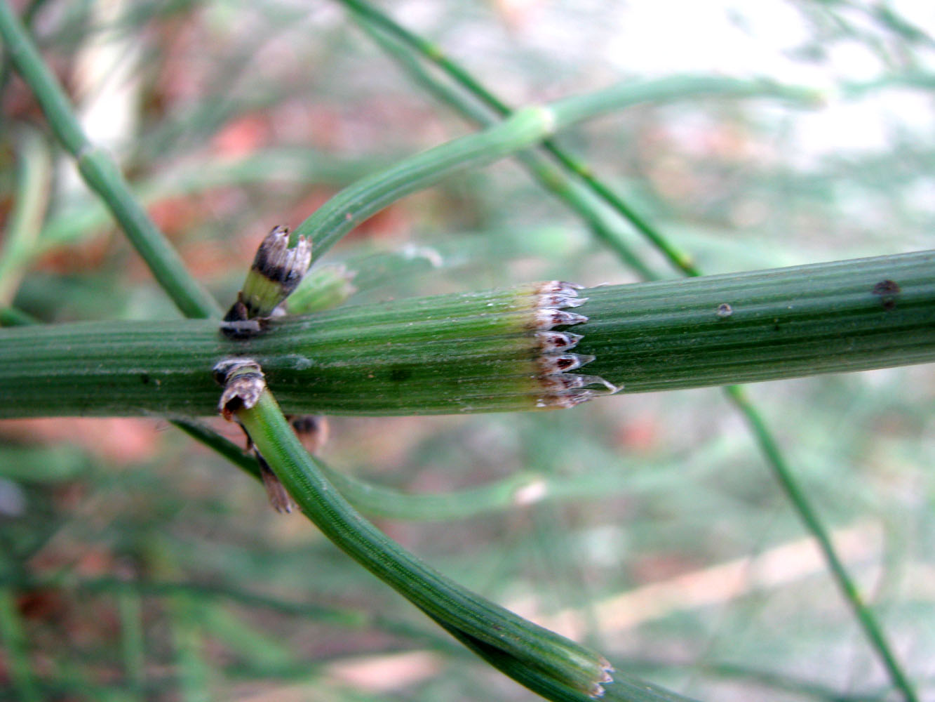 Изображение особи Equisetum ramosissimum.