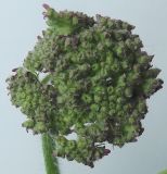 Heracleum sphondylium. Развивающееся соцветие. Германия, г. Кемпен, на лугу. 14.05.2012.