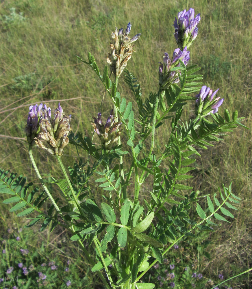 Image of Astragalus austroaltaicus specimen.