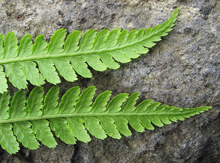 Image of genus Athyrium specimen.