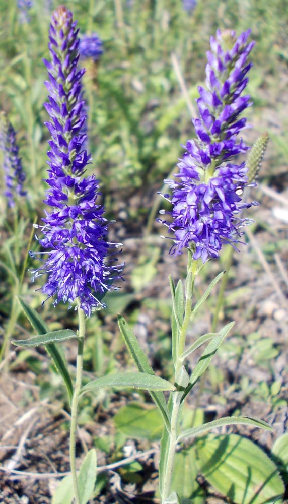 Image of genus Veronica specimen.