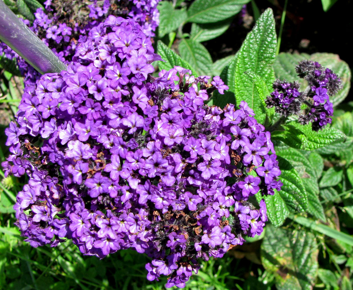 Image of Heliotropium arborescens specimen.