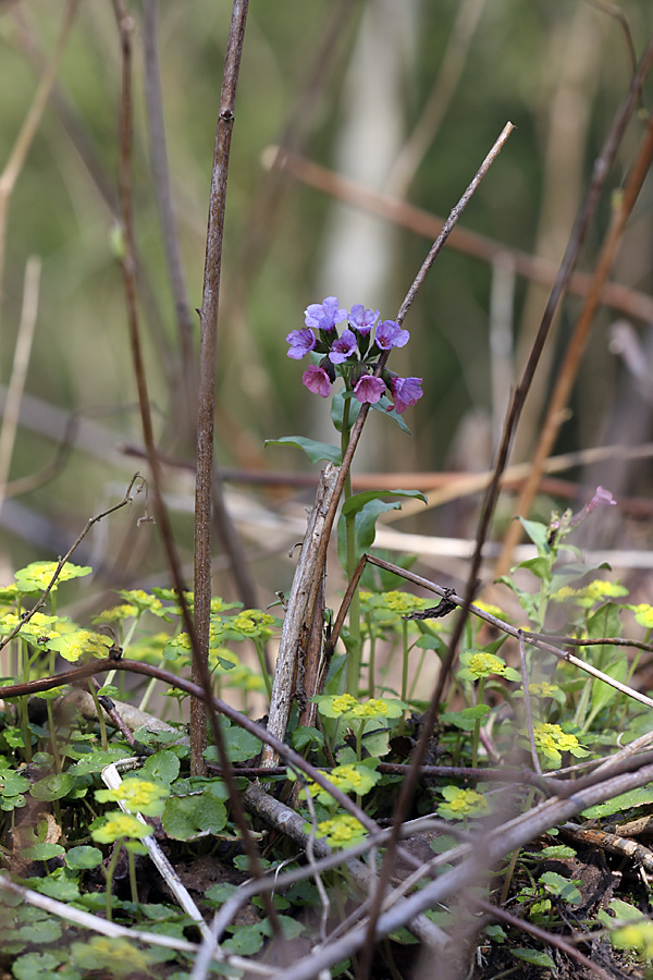 Image of Pulmonaria obscura specimen.