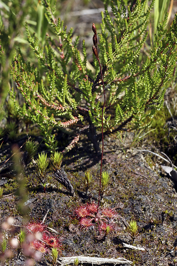 Изображение особи Drosera rotundifolia.