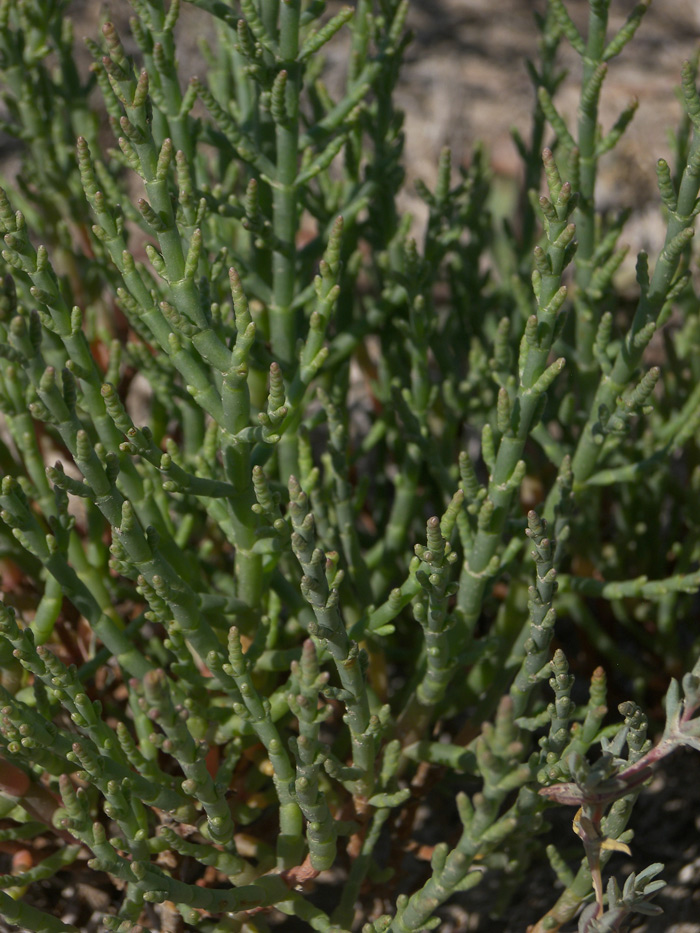 Изображение особи Salicornia perennans.