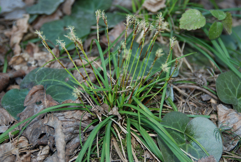 Изображение особи Carex digitata.