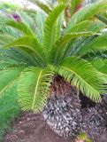 Cycas revoluta