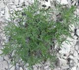 Lomelosia isetensis. Растение на меловом склоне. Саратовская обл., национальный парк \"Хвалынский\". 13.05.2009.