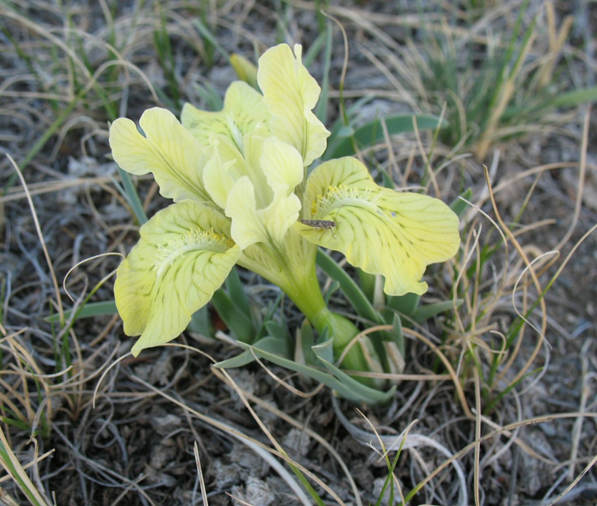 Image of Iris potaninii specimen.